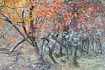 Mixed native woodland comprised of Silver birch (Betula pendula), Alder (Alnus hirsuta) and Rowan (Sorbus aucuparia) trees in autumn, Cairngorms National Park, Scotland, UK, October 2012.