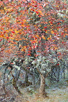 Mixed native woodland comprised of Silver birch (Betula pendula), Alder (Alnus hirsuta) and Rowan (Sorbus aucuparia) trees in autumn, Cairngorms National Park, Scotland, UK, October.
