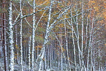 RF- Mixed native woodland comprised of Silver birch (Betula pendula) and Scots pine (Pinus sylvestris) trees in autumn. Cairngorms National Park, Scotland, UK, October. (This image may be licensed eit...