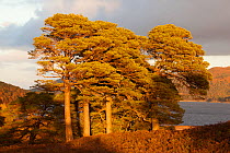 Scots pine (Pinus sylvestris) trees, Glen Affric National Nature Reserve, Scotland, UK, October 2012.