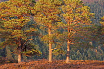 Three Scots pine (Pinus sylvestris) trees, with conifer woodland in the background, Glen Affric National Nature Reserve, Scotland, UK, October 2012.