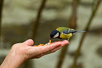 Great tit (Parus major) taking mealworm from person's hand, Pembrokeshire Coast National Park, Wales, UK, May.