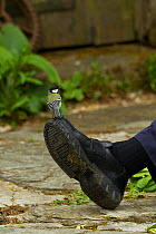 Great tit (Parus major) perched on person's foot, Pembrokeshire Coast National Park, Wales, UK, May.