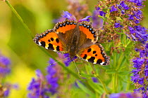 Small tortoiseshell (Aglais urticae) feeding on buddleia flowers, Carrbridge, Inverness-shire, Scotland, UK, August. Did you know? Tortoiseshell butterfly caterpillars feed on nettles, and live in gro...