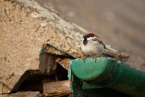 Male House sparrow (Passer domesticus) perched on edge of a gutter, Pembrokeshire Coast National Park, Wales, UK, May.