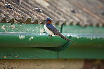 Barn swallow (Hirundo rustica) perched on gutter, Pembrokeshire Coast National Park, Wales, UK, May.