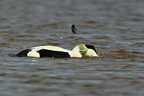 Male Eider (Somateria mollissima) in spring plumage discarding a mussel shell as it feeds, Scotland, UK. May.