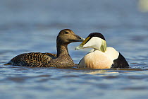 Eider (Somateria mollissima) pair in spring plumage, Scotland, UK, May. Did you know? Eider ducks can fly at speeds up to 70 miles per hour.