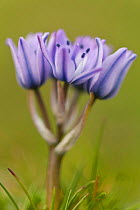 Spring squill (Scilla verna) in flower, Pembrokeshire Coast National Park, Wales, UK, May.