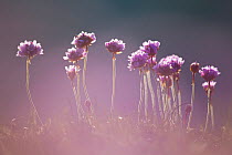 Thrift / Sea pink (Armeria maritima) in flower, Pembrokeshire Coast National Park, Wales, UK, May. Did you know? It was once believed Thrift could cure lead poisoning.