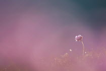 Thrift / Sea pink (Armeria maritima) in flower, Pembrokeshire Coast National Park, Wales, UK, May.