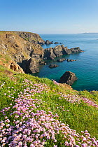 Thrift / Sea pink (Armeria maritima) flowering on cliff top, Pembrokeshire Coast National Park, Wales, UK, May 2012.