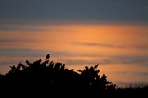 Stonechat (Saxicola rubicola) silhouetted on gorse bush at sunset, Wales, UK, May.