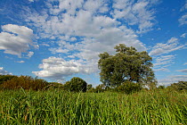 Wetland landscape with Willow (Salix) tree in the background, Woodwalton Fen National Nature Reserve, Cambridgeshire, England, UK, July 2012.
