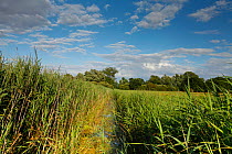 Ditch running through wetland landscape, Woodwalton Fen National Nature Reserve, Cambridgeshire, England, UK, July 2012.