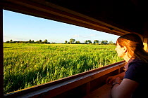 Woman looking out from a birdwatching hide over reedbeds, Woodwalton Fen National Nature Reserve, Cambridgeshire, England, UK, July 2012.