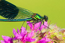 Male Banded demoiselle (Calopteryx splendens) on Purple loosestrife (Lythrum salicaria) flower, Bedfordshire, England, UK, July 2012. Did you know? Dragonflies and damselflies are easy to distinguish...