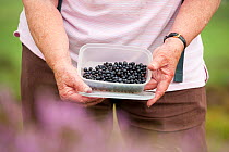Woman collecting Bilberries (Vaccinium myrtillus) in a tub, Stiperstones Ridge, Stiperstones National Nature Reserve, Shropshire, England, UK, August 2012.