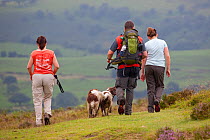 Group of people walking with two Springer spaniels (Canis familiaris) along Stiperstones Ridge, Stiperstones National Nature Reserve, Shropshire, England, UK, June 2012. Editorial use only.