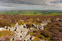 Rock outcrop formed of Ordovician quartzite on Stiperstones Ridge, with flowering Heather (Calluna vulgaris), Stiperstones National Nature Reserve, Shropshire, England, UK, August 2012.