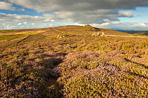 Rock outcrop formed of Ordovician quartzite on Stiperstones Ridge, with flowering Heather (Calluna vulgaris) in the foreground, Stiperstones National Nature Reserve, Shropshire, England, UK, August 20...