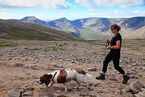 Woman walking a dog on an upland plateau with Reindeer (Rangifer tarandus) in the background, Cairngorms National Park, Scotland, UK, August 2010.