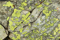 Lichen on rock, The Stiperstones National Nature Reserve, Shropshire, UK