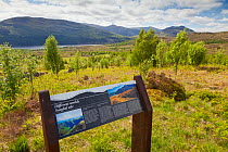 Interpretation sign with Silver birch (Betula pendula) trees in the background, Creag Meagaidh National Nature Reserve, Badenoch, Scotland, UK, June 2012.