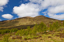 View over Creag Meagaidh National Nature Reserve, with regenerating Silver birch (Betula pendula) woodland in the foreground, Badenoch, Scotland, UK, June 2012.