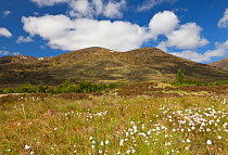 View over Creag Meagaidh National Nature Reserve, with Cotton grass (Eriophorum) and scattered Silver birch (Betula pendula) woodland, Badenoch, Scotland, UK, June 2012.