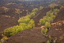 Silver birch trees (Betula pendula) growing in ravine (clough) on upland moorland, Wester Ross, Scotland, May