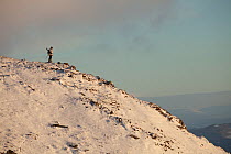 Deer stalker standing on mountain ridge in winter, Creag Meagaidh National Nature Reserve, Scotland, UK, December 2010.