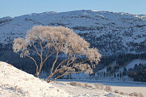 Silver birch (Betula pendula) tree covered in hoar frost, Creag Meagaidh National Nature Reserve, Scotland, UK, December 2010.