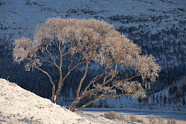 Silver birch (Betula pendula) tree covered in hoar frost, Creag Meagaidh National Nature Reserve, Scotland, UK, December 2010.