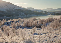 Silver birch (Betula pendula) trees covered in hoar frost, with Loch Laggan in the background, Creag Meagaidh National Nature Reserve, Scotland, UK, December 2010.