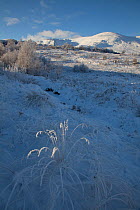 Hoar frost on grass, Creag Meagaidh National Nature Reserve, Scotland, UK, December 2010.