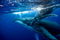 Humpback Whale (Megaptera novaeangliae) mother and calf at sea surface. Tonga, South Pacific, September.