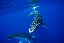Humpback Whale (Megaptera novaeangliae) calf with mother in background. Tonga, South Pacific, September.