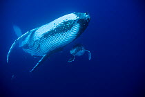 Humpback Whale (Megaptera novaeangliae) mother and calf. Tonga, South Pacific, September.