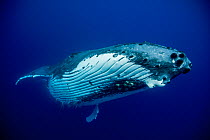Humpback Whale (Megaptera novaeangliae) female. Tonga, South Pacific, September.