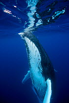 Humpback Whale (Megaptera novaeangliae) female at sea surface. Tonga, South Pacific, September.