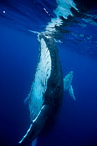 Humpback Whale (Megaptera novaeangliae) mother with calf in background. Tonga, South Pacific, September.