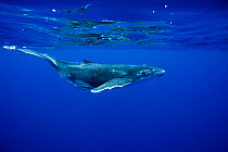 Humpback Whale (Megaptera novaeangliae) calf at sea surface. Tonga, South Pacific, September.