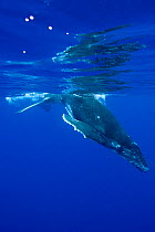 Humpback Whale (Megaptera novaeangliae) calf. Tonga, South Pacific, September.