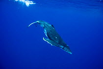 Humpback Whale (Megaptera novaeangliae) calf diving, Tonga, South Pacific, September.