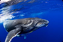 Humpback Whale (Megaptera novaeangliae) calf. Tonga, South Pacific, September.