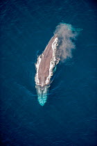 Blue Whale (Balaenoptera musculus) at sea surface with spray from blow hole. California, USA.