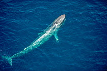 Blue Whale (Balaenoptera musculus) at sea surface. California, USA.