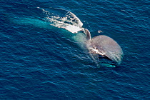 Blue Whale (Balaenoptera musculus) throat inflated, filter feeding at sea surface. California, USA.
