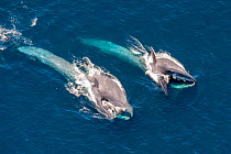 Blue Whales (Balaenoptera musculus) throat inflated, filter feeding at sea surface. California, USA. Sequence 1 of 2.